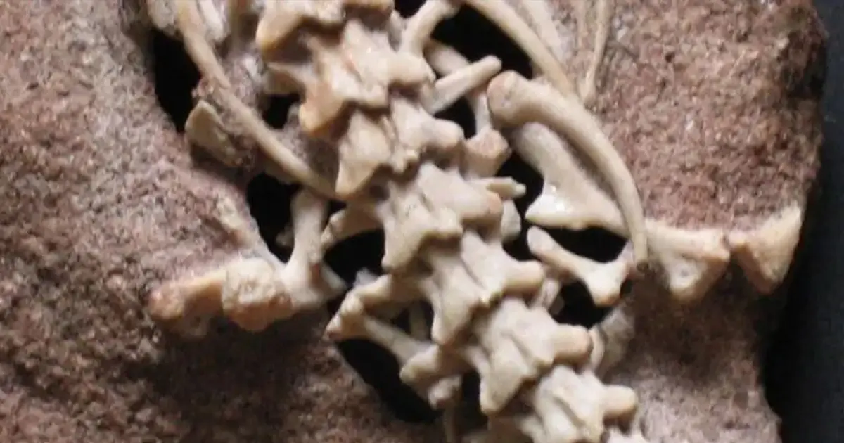 Двонога змія: біблійний «нахаш», палеонтологія та міфи еволюції