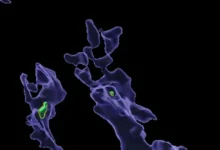 Мікропластик може послаблювати імунітет — дослідження