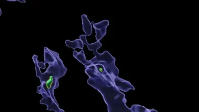 Мікропластик може послаблювати імунітет — дослідження